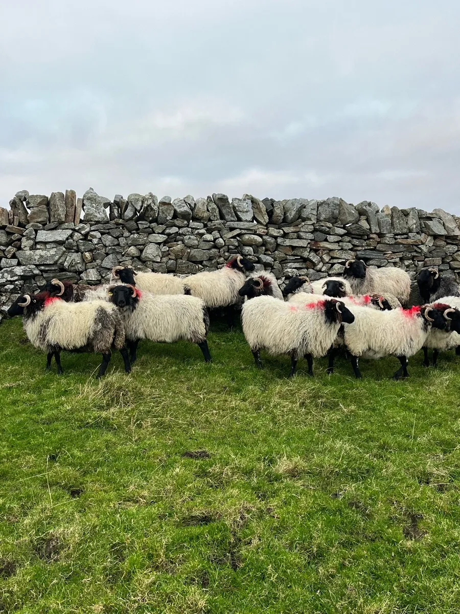 Breeding Ewes - Image 3