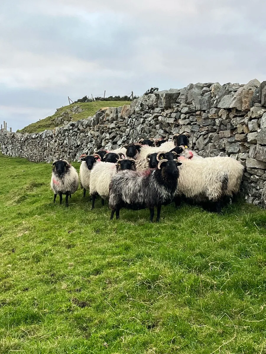 Breeding Ewes - Image 4
