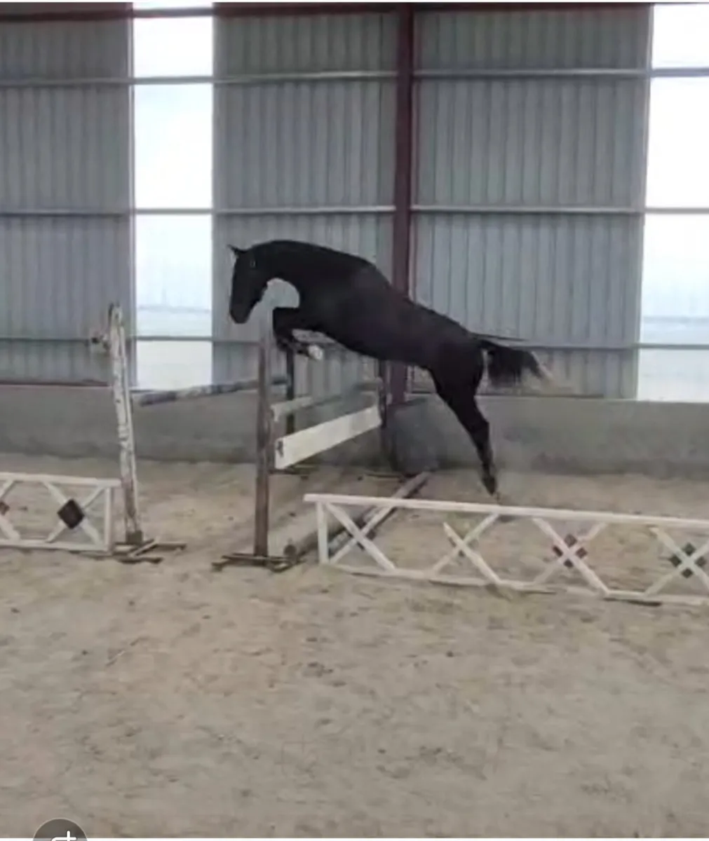 Livello x High Roller 3 Yr Old Gelding - Image 4