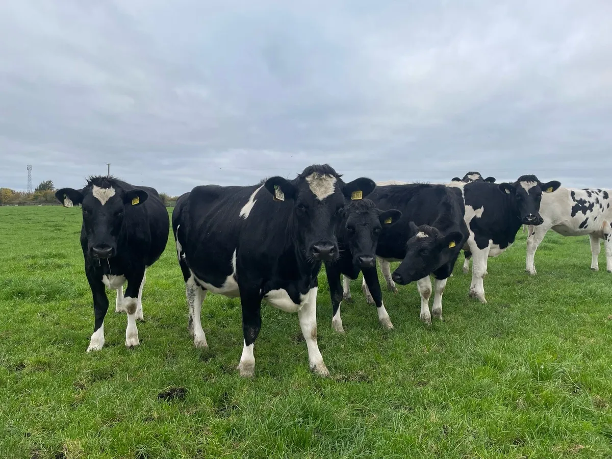 In-Calf Heifers - Image 1