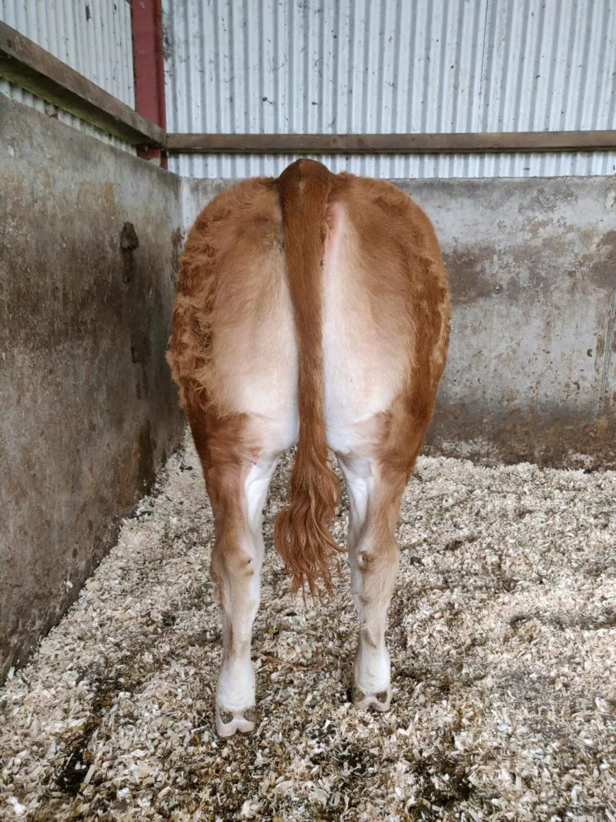 Pedigree Limousin Heifer - Image 2
