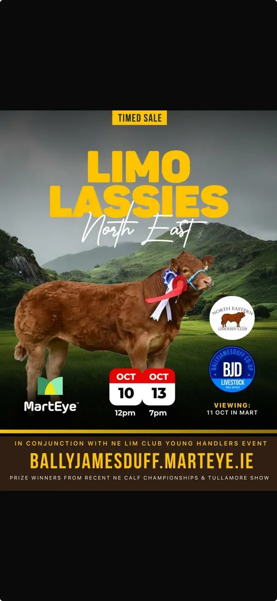 Pedigree Limousin Heifer - Image 3