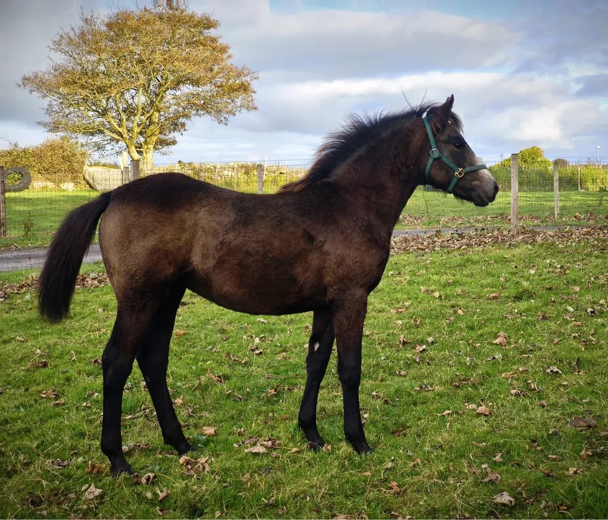 Smashing Filly Foal