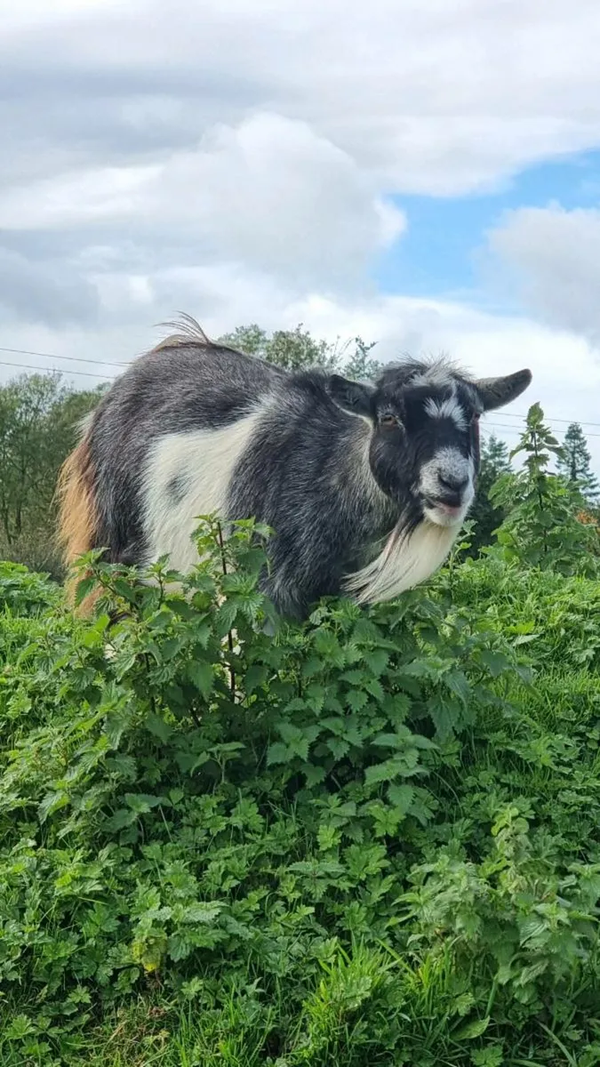 Pygmy Goats For Sale - Image 1
