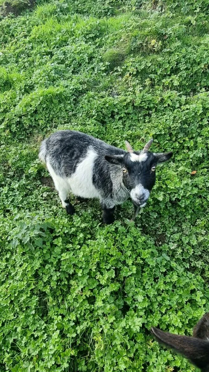 Pygmy Goats For Sale - Image 2