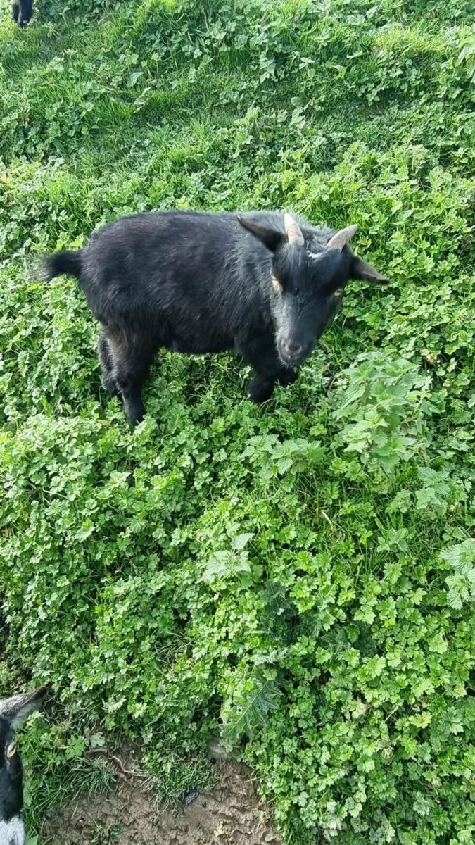 Pygmy Goats For Sale - Image 3