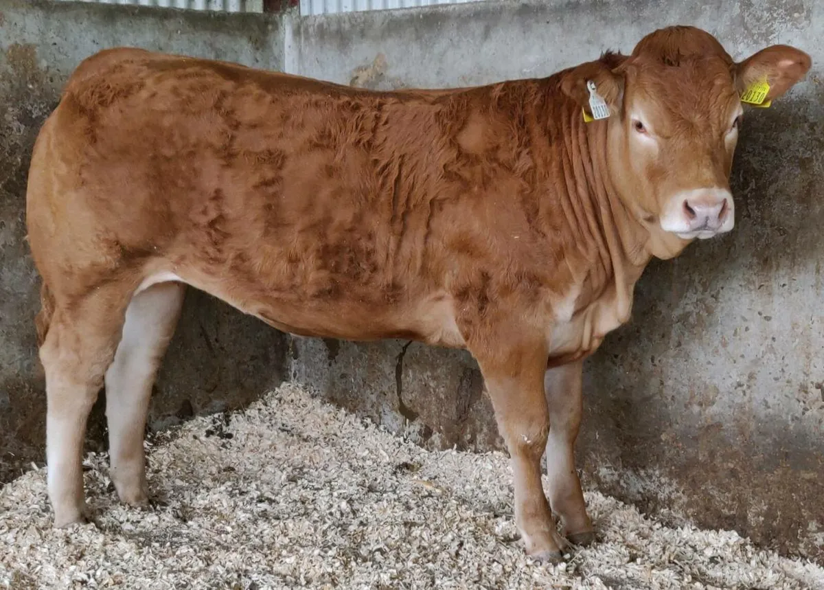 Pedigree Limousin Heifer - Image 1