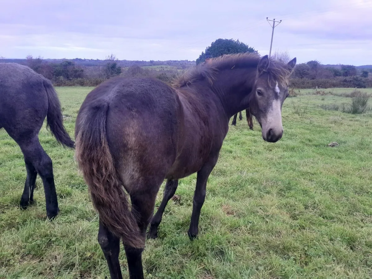 Dun Connemara Filly Foal - Image 2