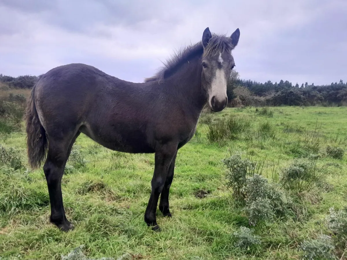 Dun Connemara Filly Foal - Image 1