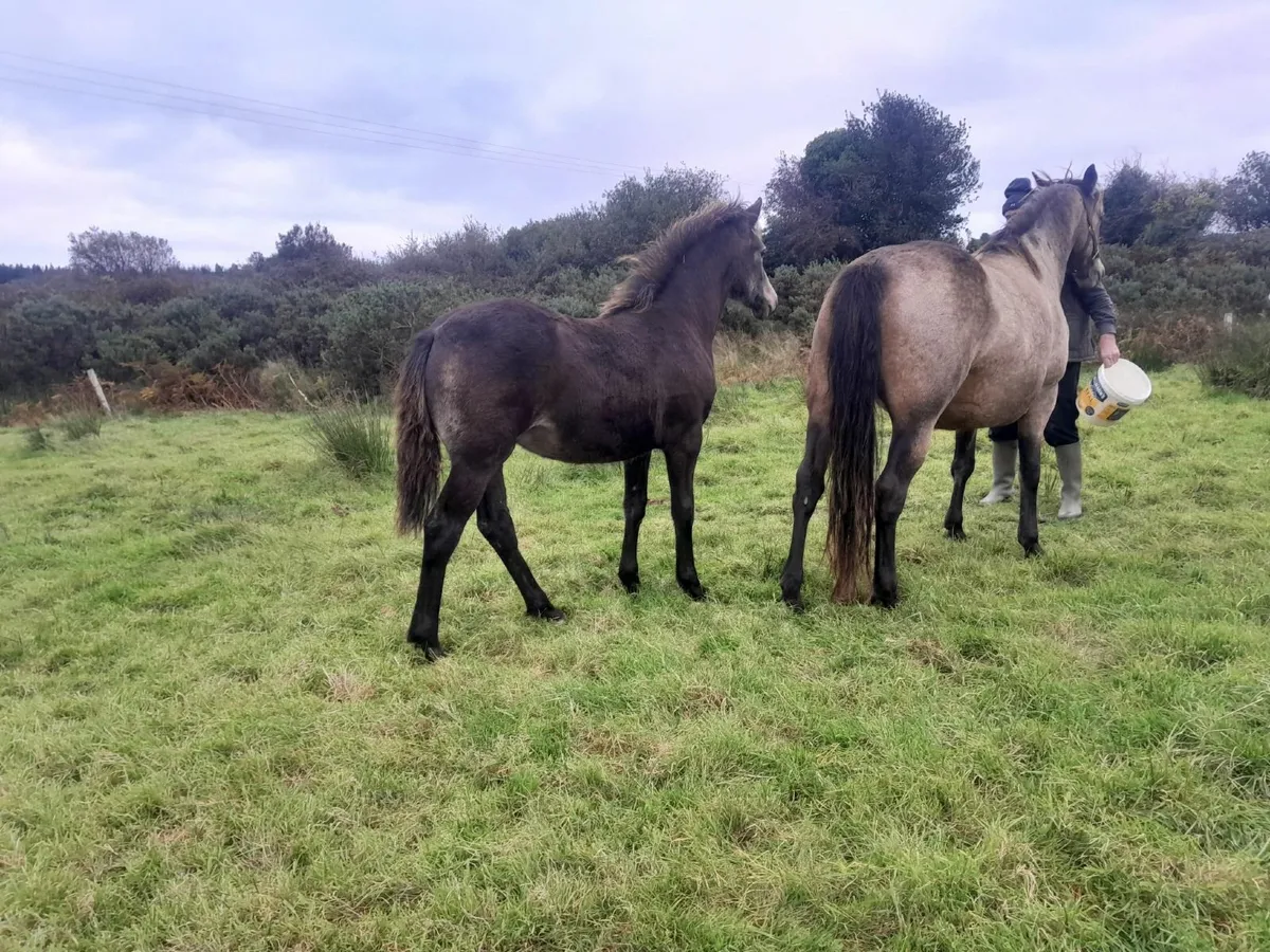 Dun Connemara Filly Foal - Image 3