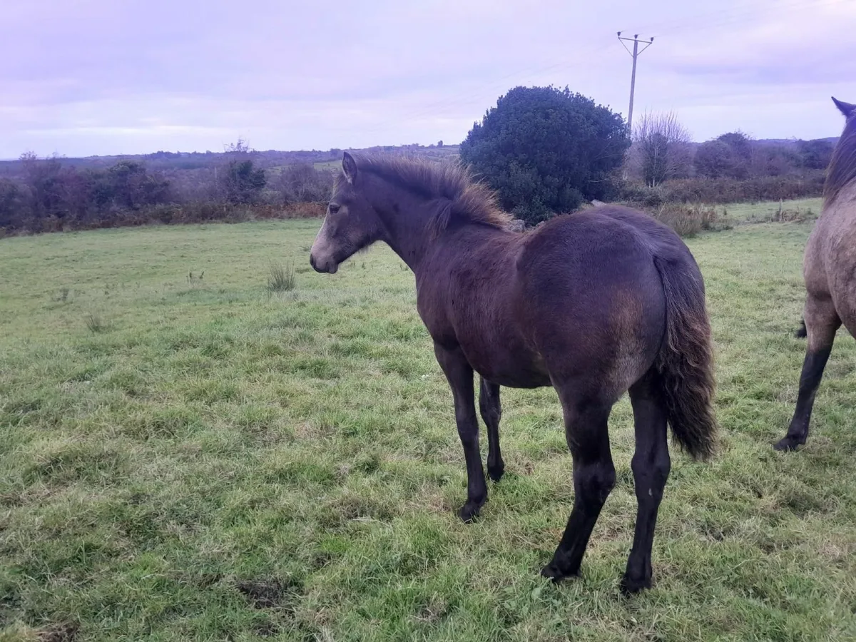 Dun Connemara Filly Foal - Image 4