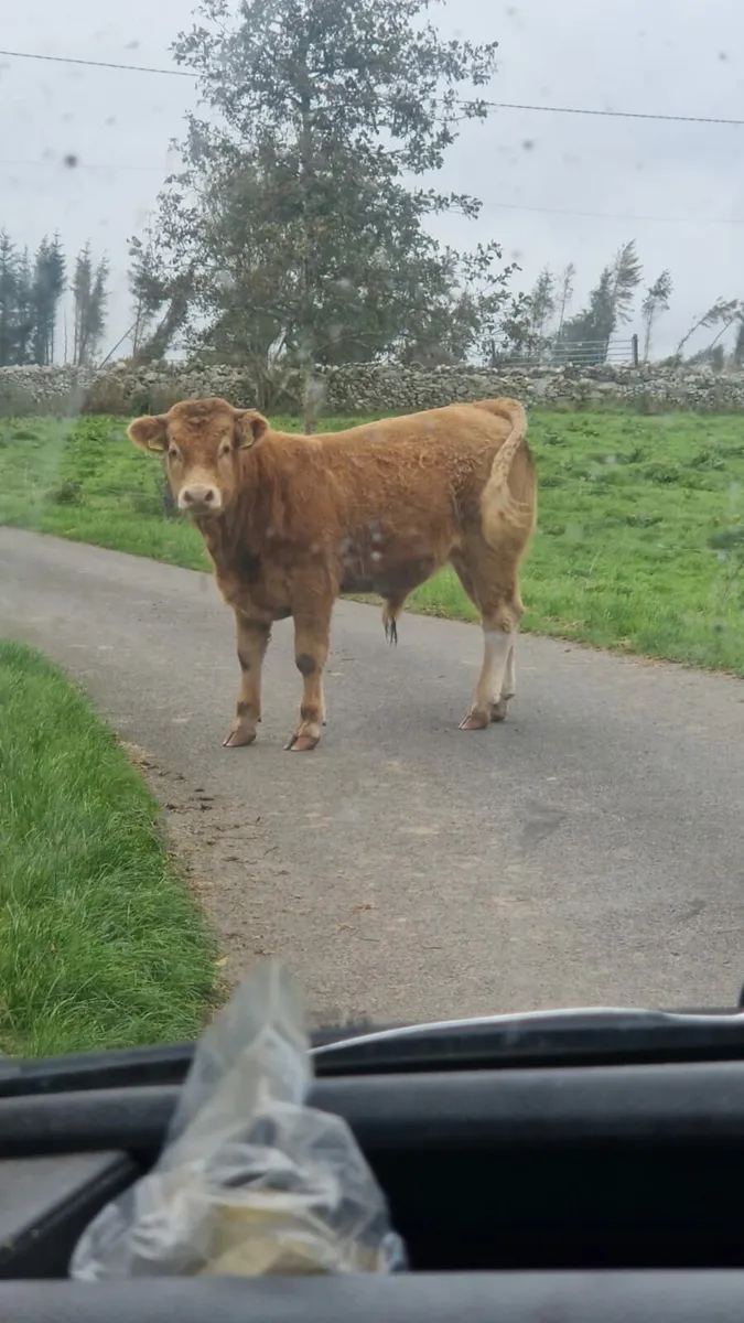Limosin Bull - Image 1