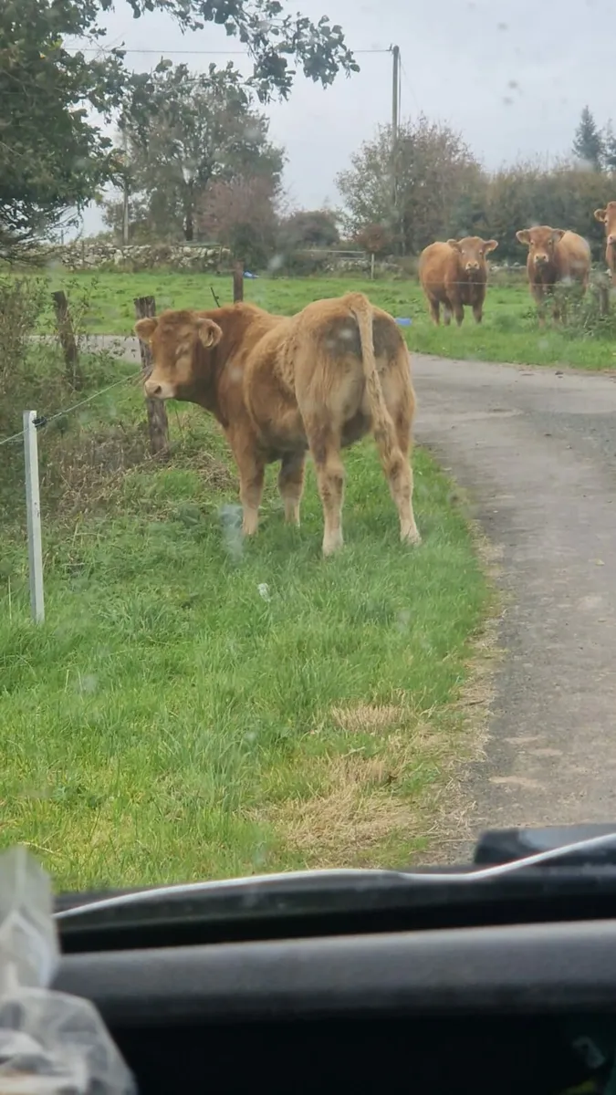 Limosin Bull - Image 2