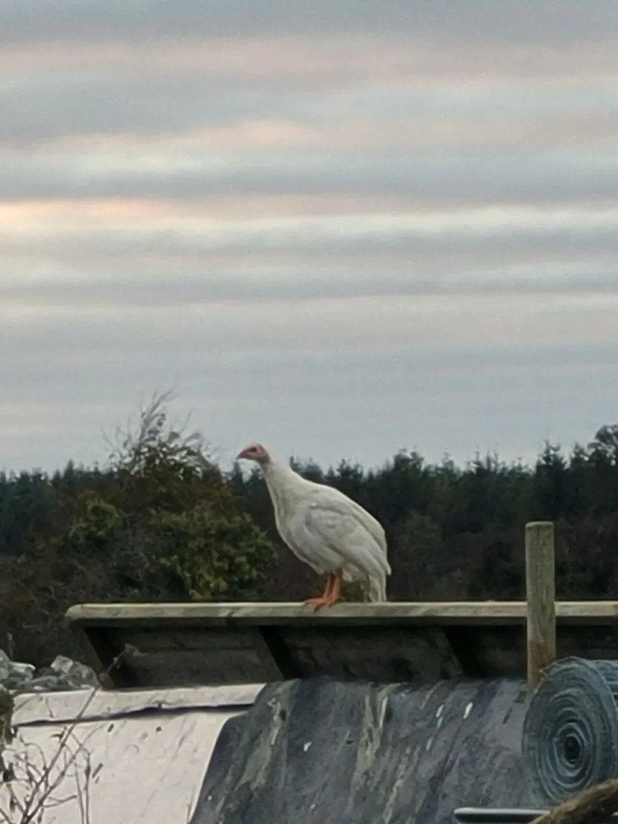 Guinea fowl - Image 3