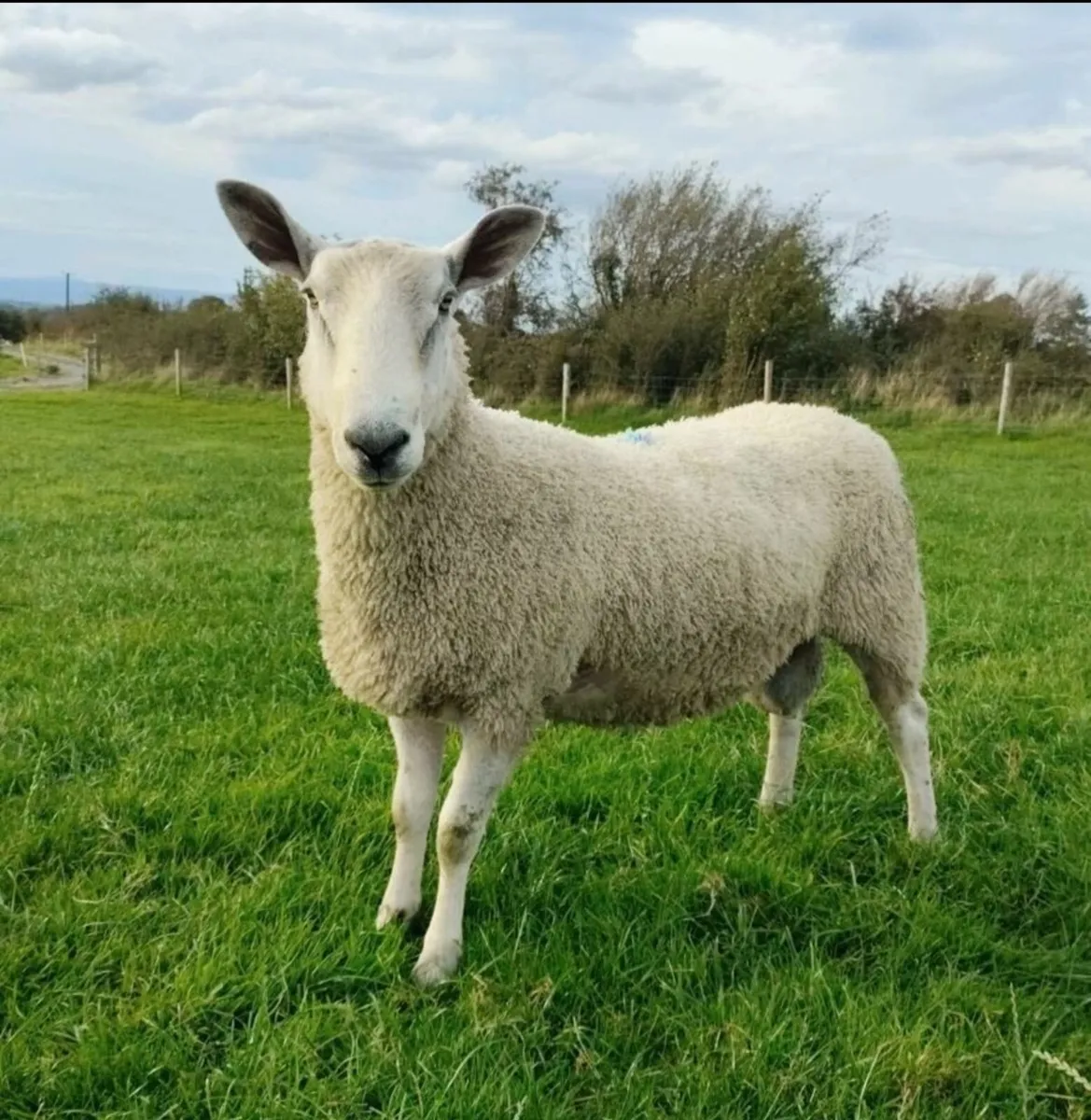 Rams - Blue Leicester - Image 1
