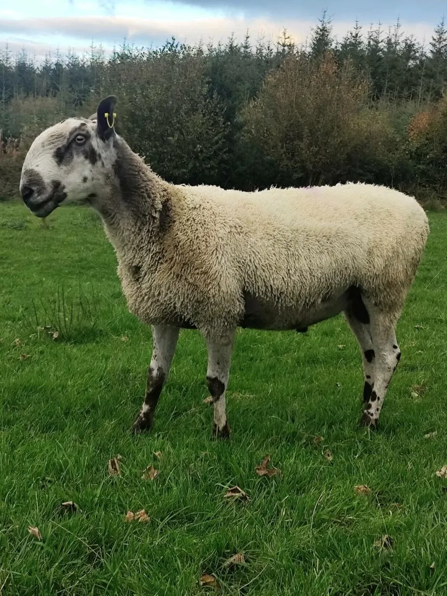 Rams - Blue Leicester - Image 4