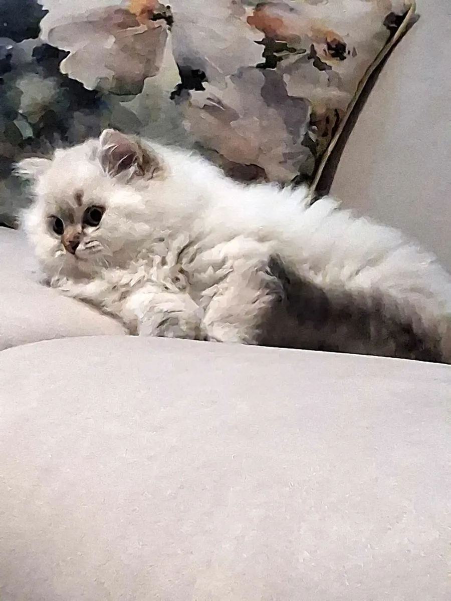 Gorgeous male kitten - Image 1