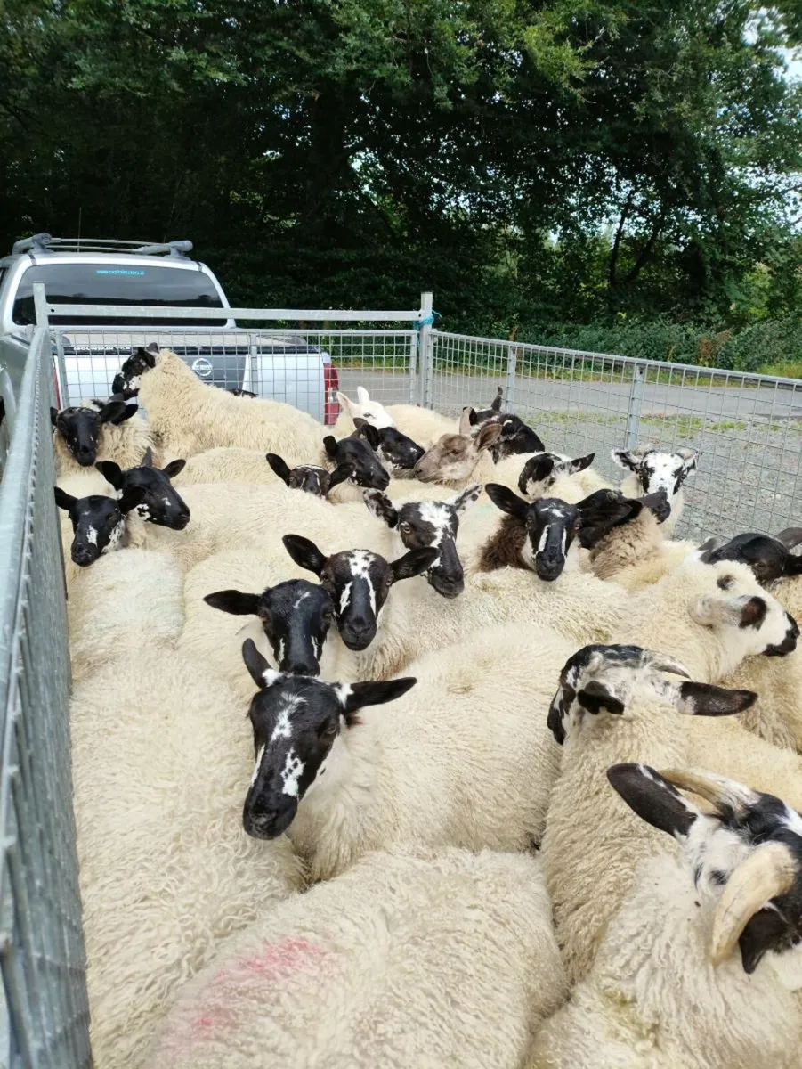 Rams - Blue Leicester - Image 3