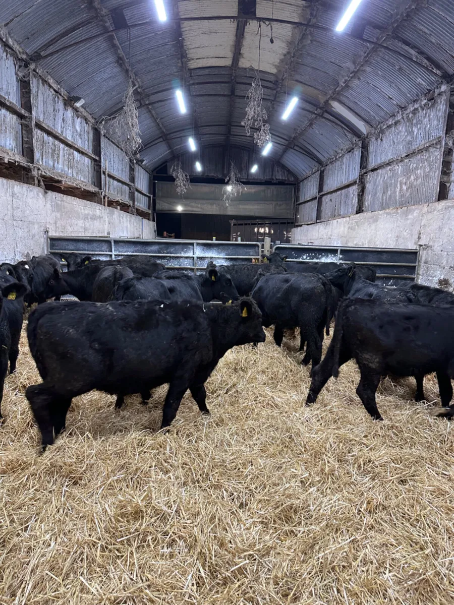 Angus lim and beef shorthorn heifers - Image 1