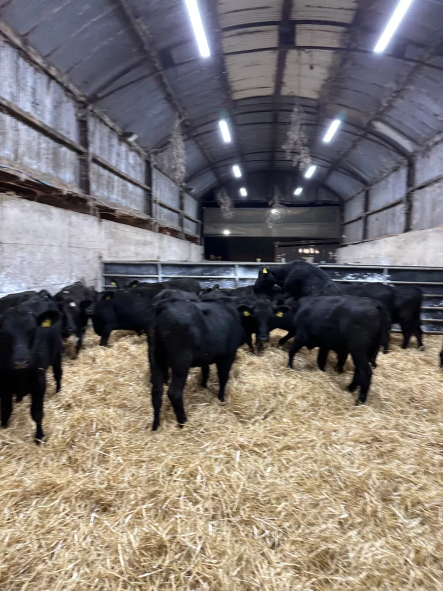 Angus lim and beef shorthorn heifers - Image 4