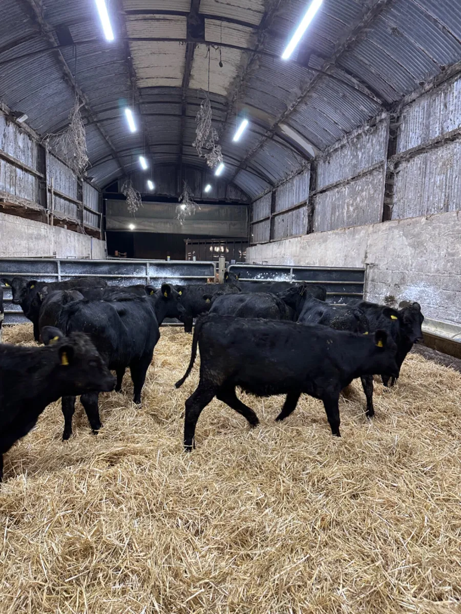Angus lim and beef shorthorn heifers - Image 2