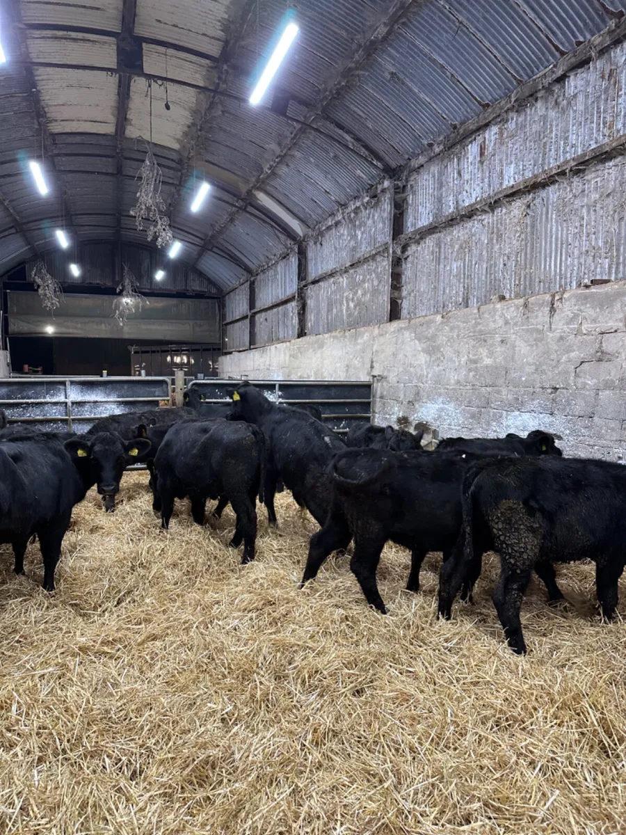 Angus lim and beef shorthorn heifers - Image 3
