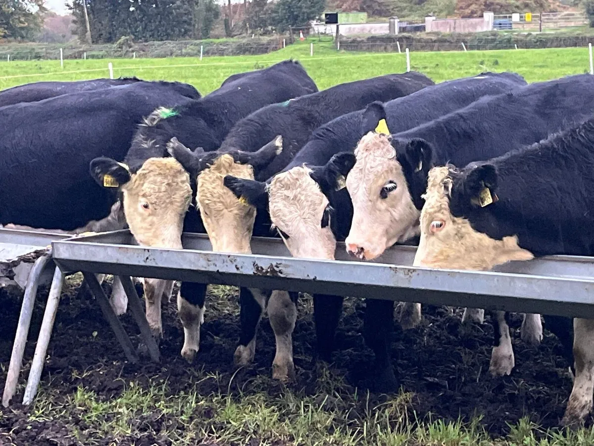 Heifer Weanlings - Image 1