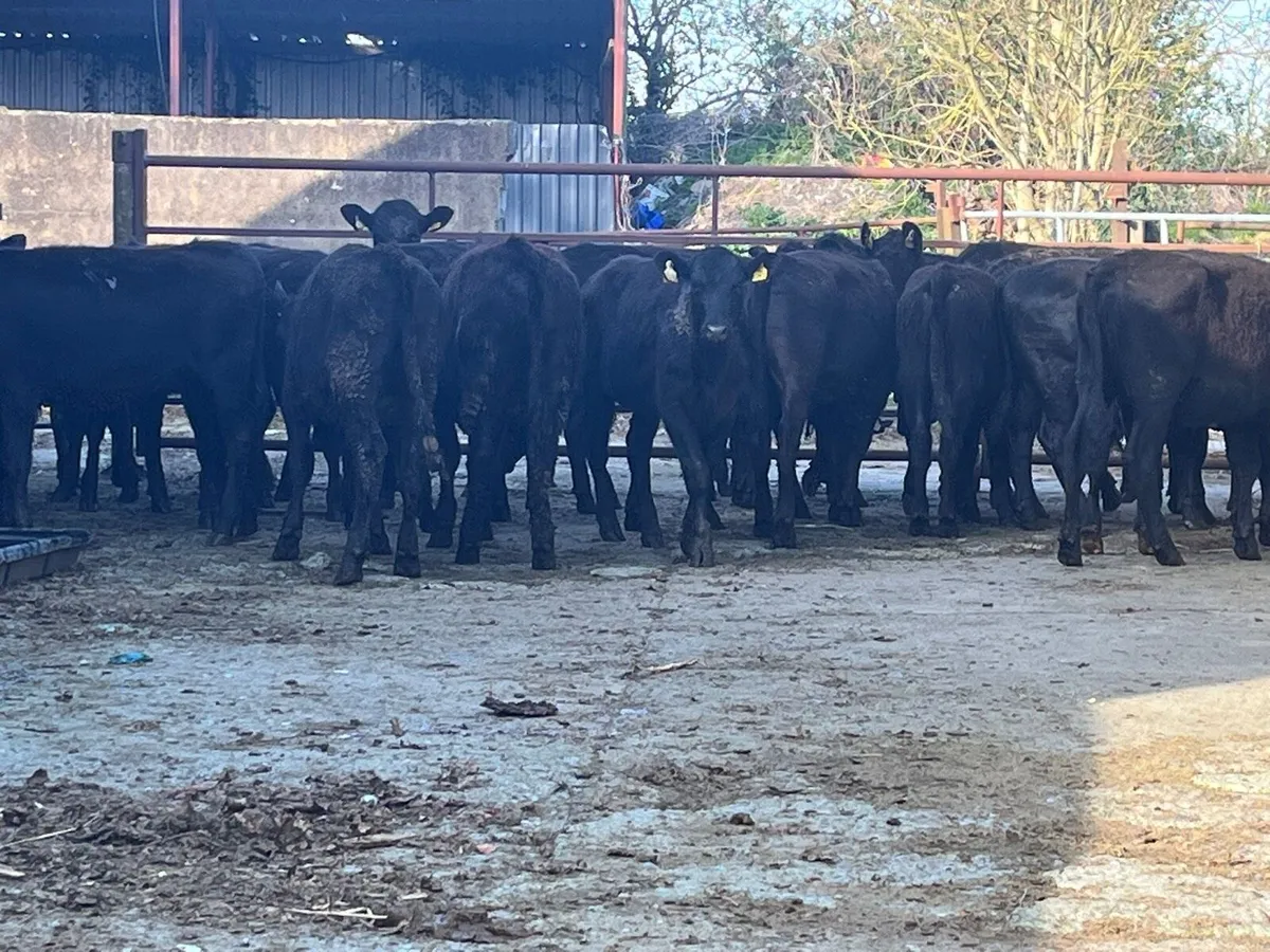 Heifer Weanlings - Image 3