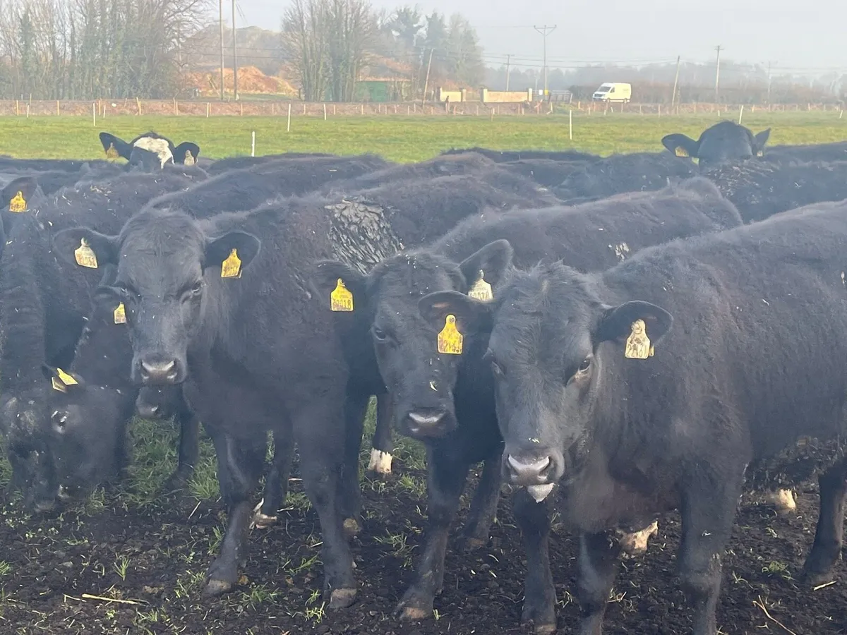 Heifer Weanlings - Image 4
