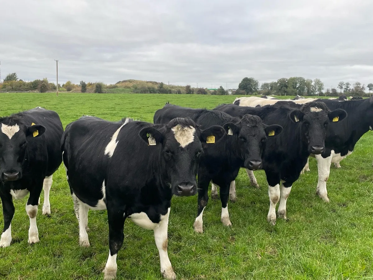In-Calf Heifers - Image 2