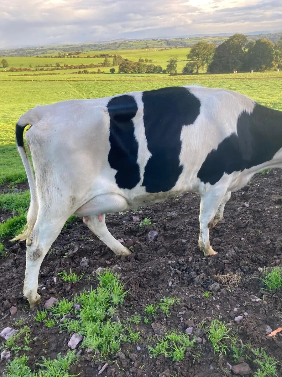 For sale three freshly calved Friesian heifers - Image 1