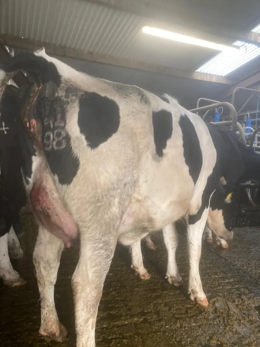 For sale three freshly calved Friesian heifers - Image 2