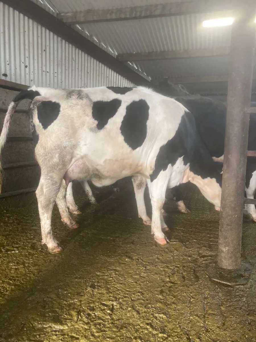 For sale three freshly calved Friesian heifers - Image 3