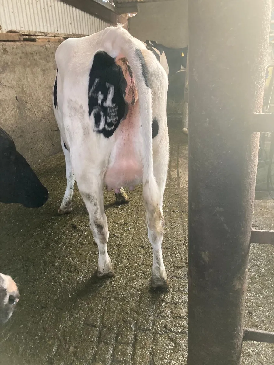 For sale three freshly calved Friesian heifers - Image 4