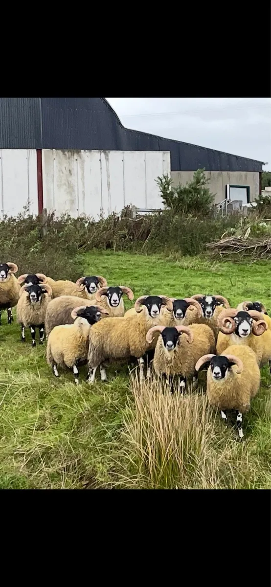 Sheep - Image 1