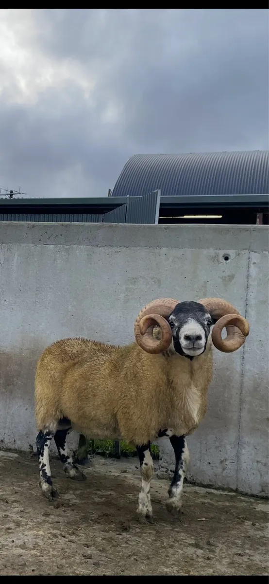 Sheep - Image 2
