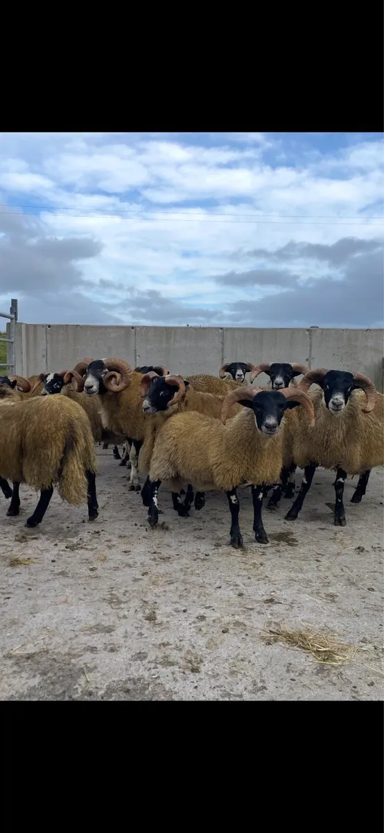 Sheep - Image 3