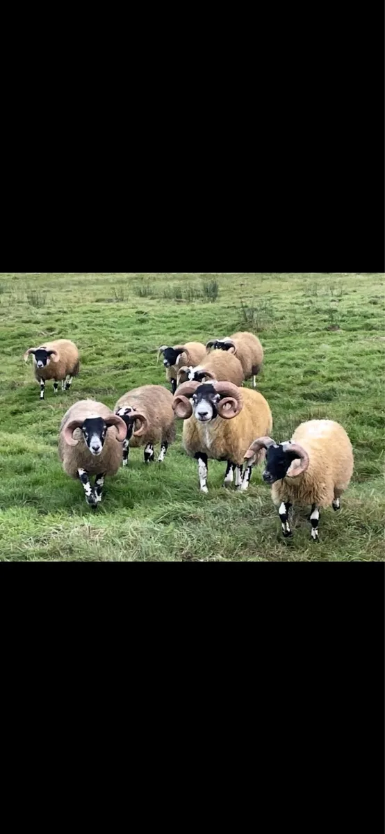 Sheep - Image 4
