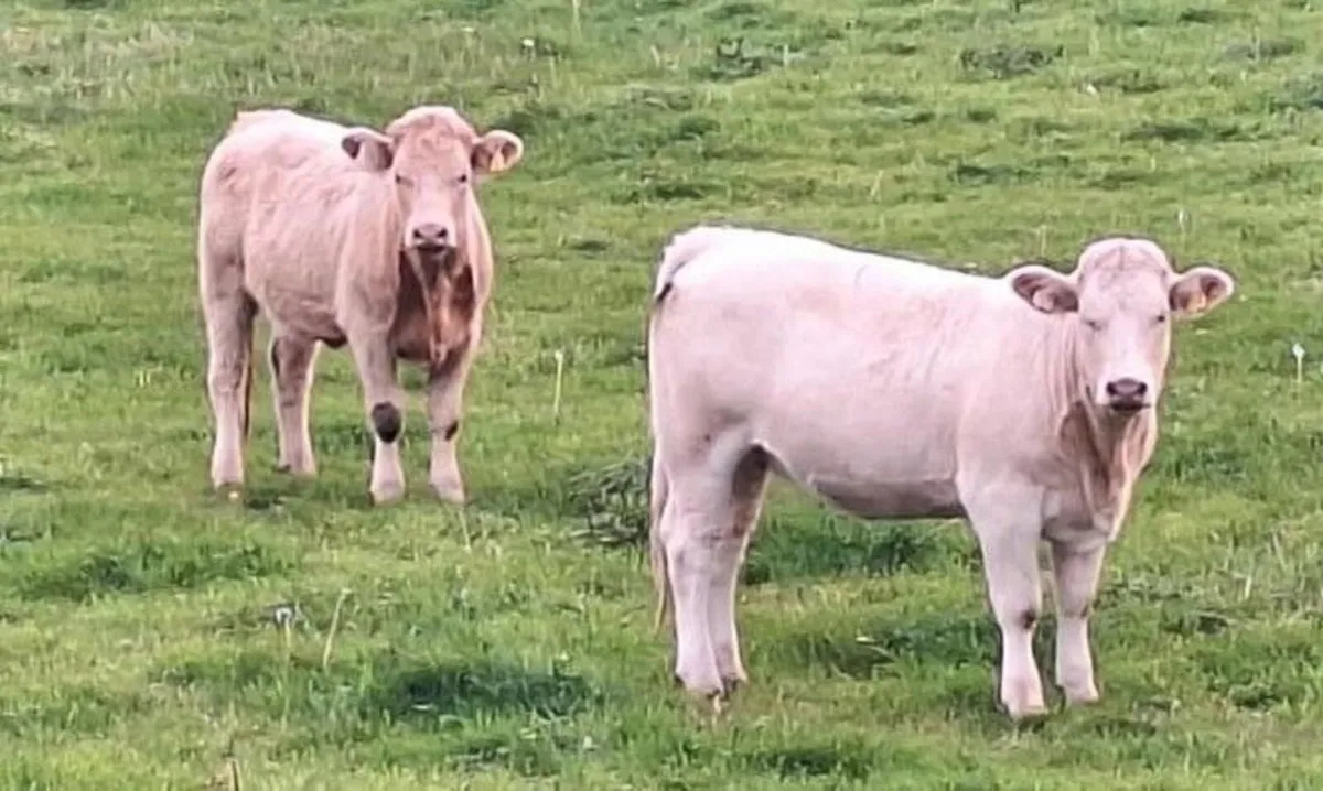Heifers - Image 3