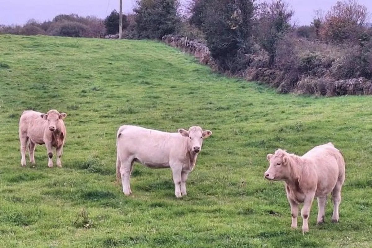 Heifers - Image 1