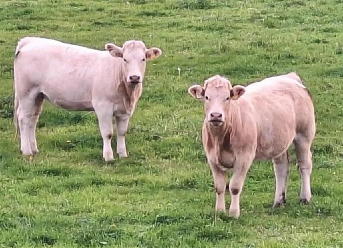 Heifers - Image 2