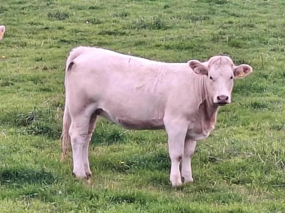 Heifers - Image 4