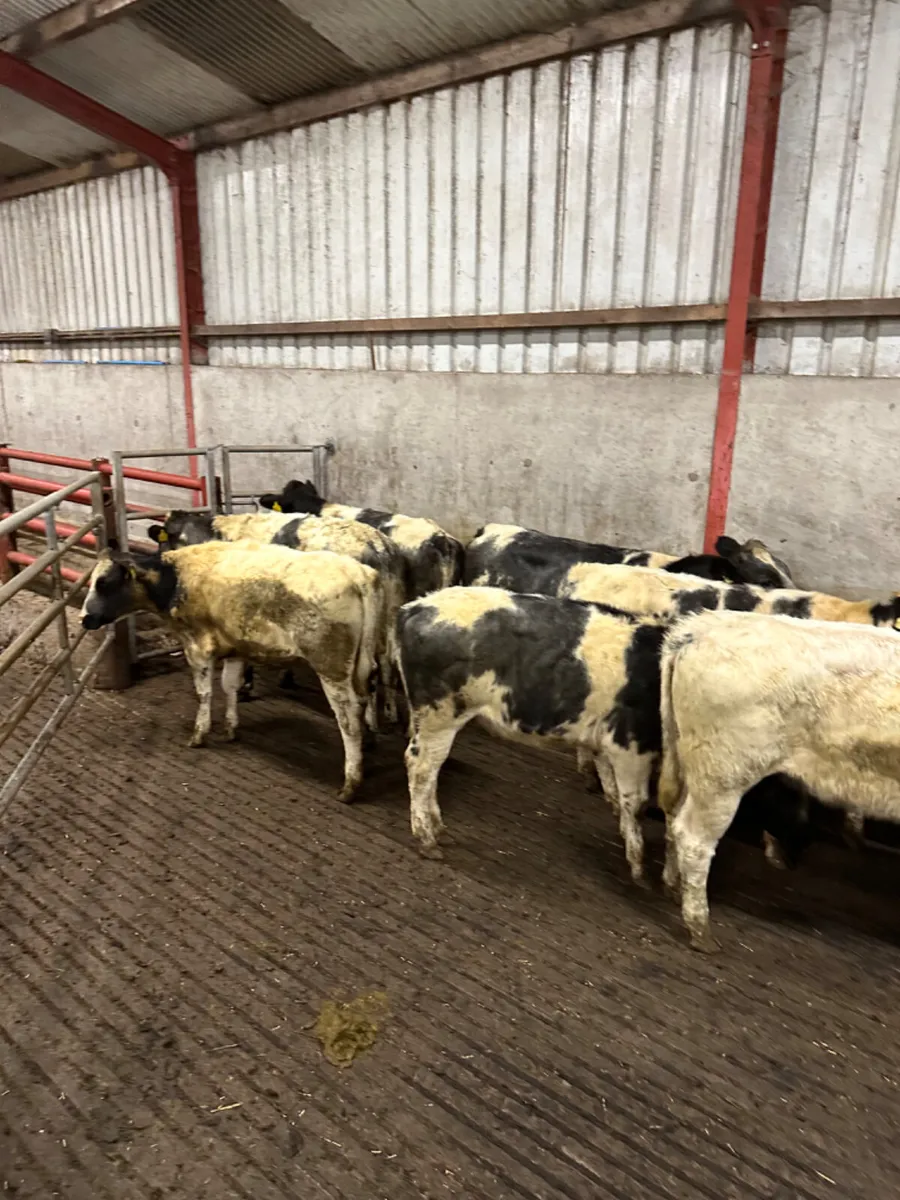 Blue heifers - Image 4