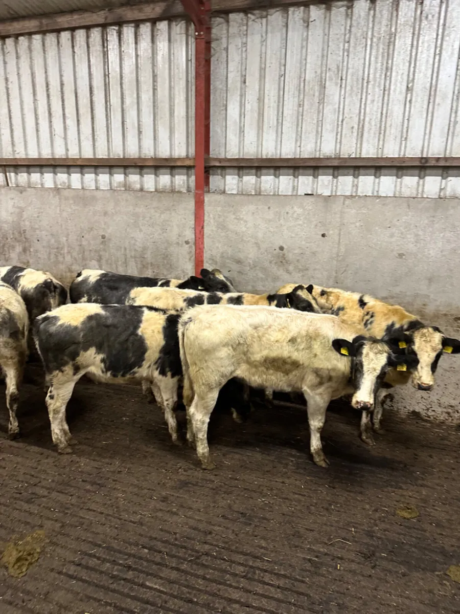 Blue heifers - Image 3