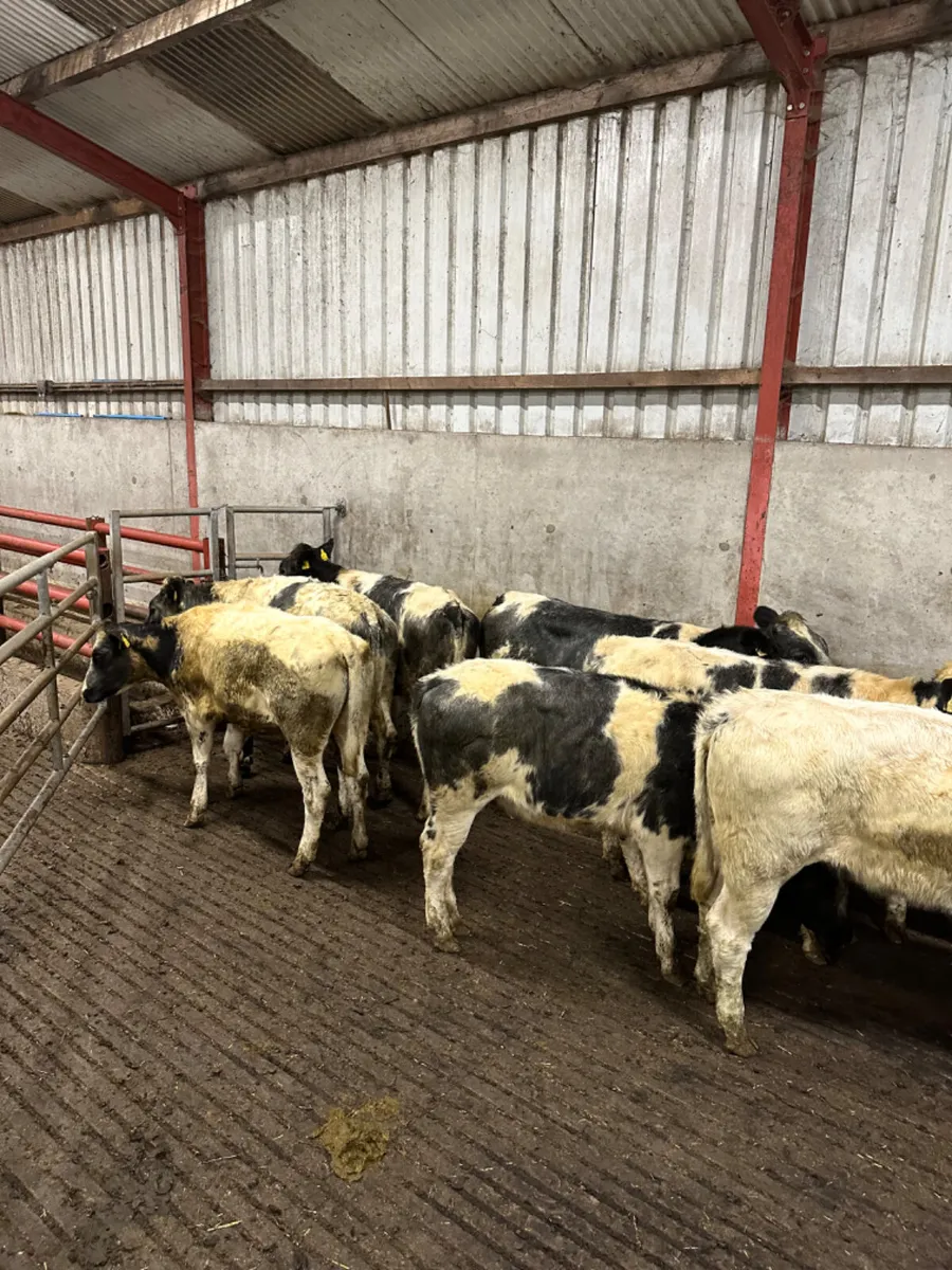 Blue heifers - Image 2