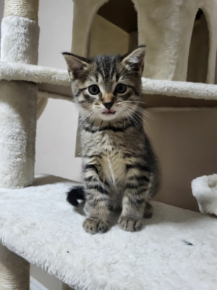 Kittens - Image 2