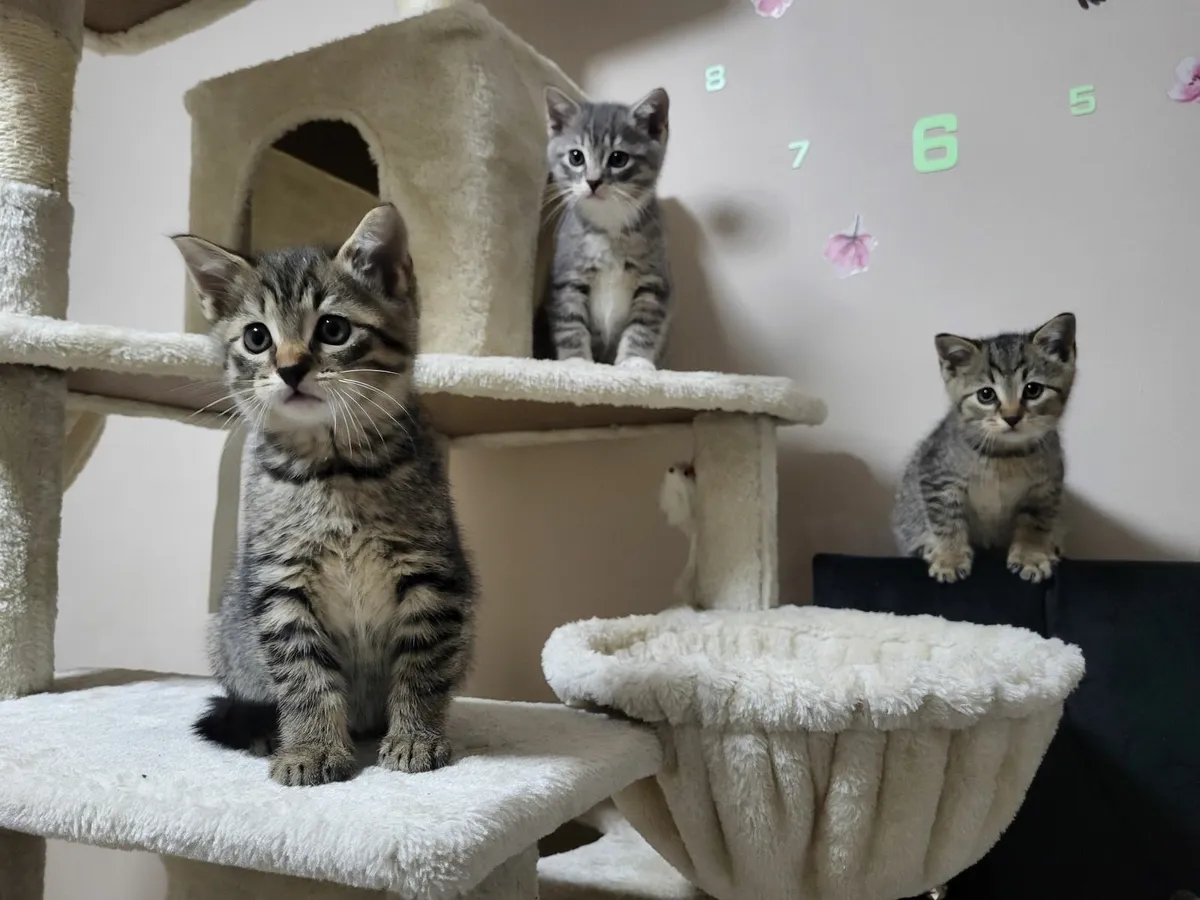 Kittens - Image 1