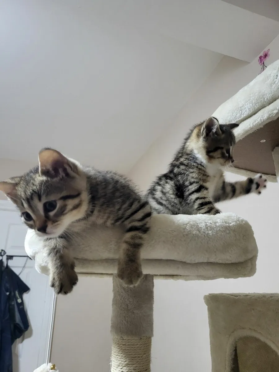 Kittens - Image 3