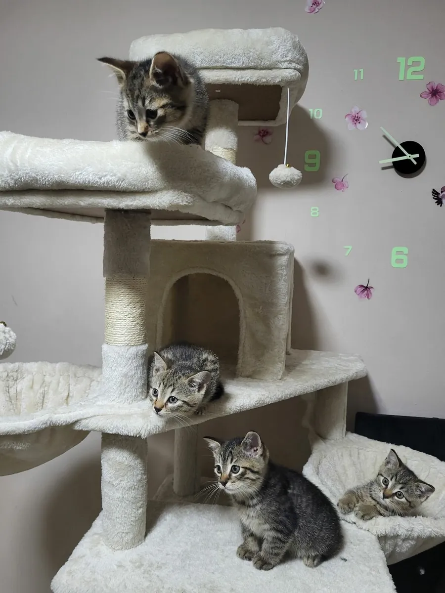 Kittens - Image 4