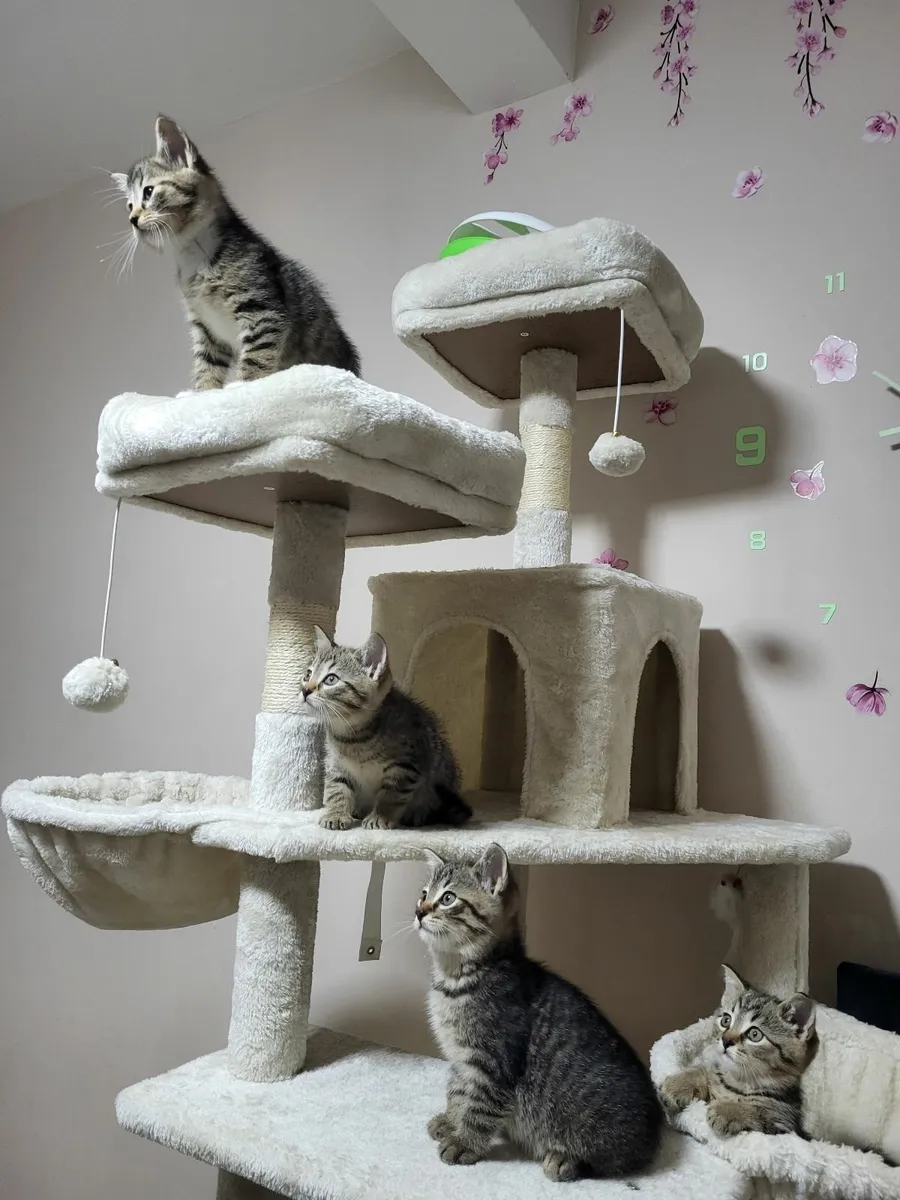 Kittens - Image 1